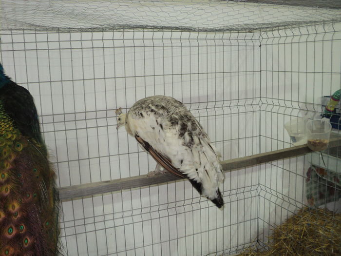 DSC00557 - EXPOZITIA JUDETEANA DE PARARI GORJ