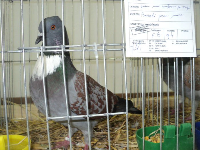 DSC00580 - EXPOZITIA JUDETEANA DE PARARI GORJ