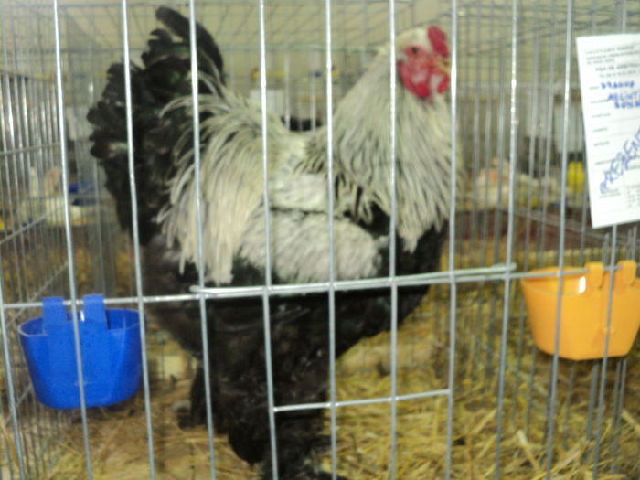 DSC00592 - EXPOZITIA JUDETEANA DE PARARI GORJ