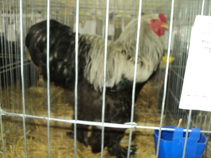 DSC00593 - EXPOZITIA JUDETEANA DE PARARI GORJ