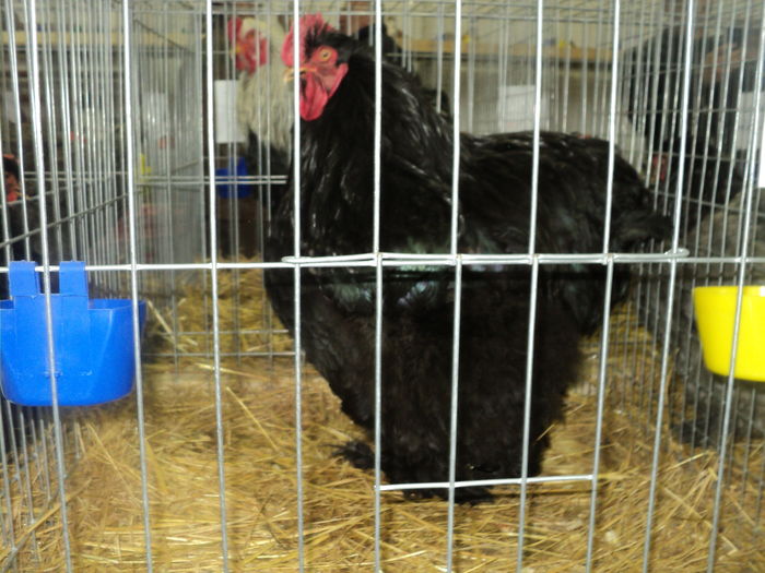DSC00610 - EXPOZITIA JUDETEANA DE PARARI GORJ