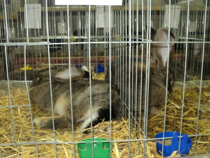 DSC00619 - EXPOZITIA JUDETEANA DE PARARI GORJ