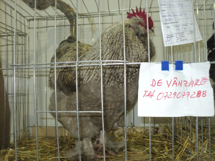 DSC00623 - EXPOZITIA JUDETEANA DE PARARI GORJ