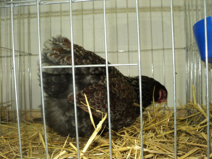 DSC00633 - EXPOZITIA JUDETEANA DE PARARI GORJ