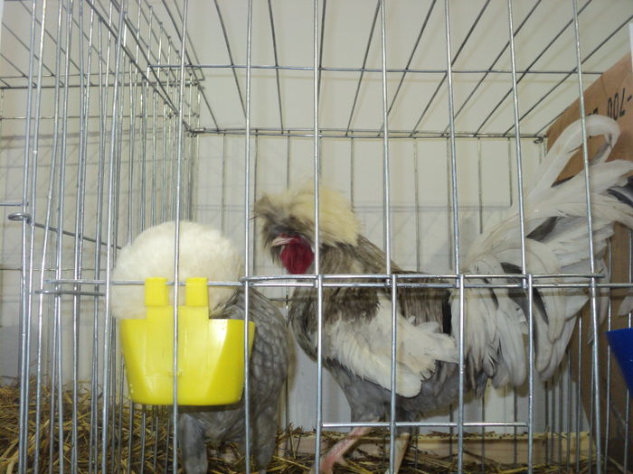 DSC00640 - EXPOZITIA JUDETEANA DE PARARI GORJ