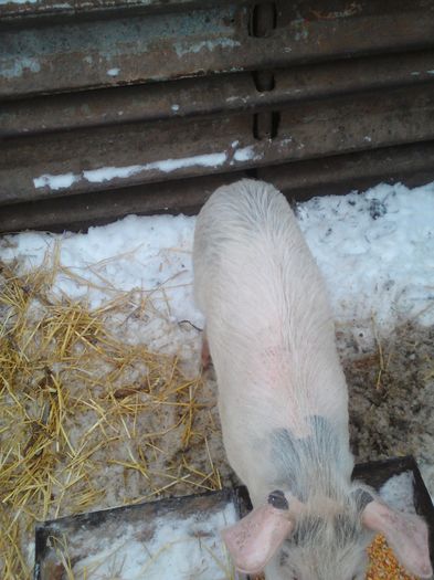 Lenovo_A1000_IMG_20160104_162346