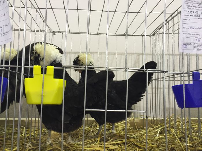 93 pct.toate cele 4 motate