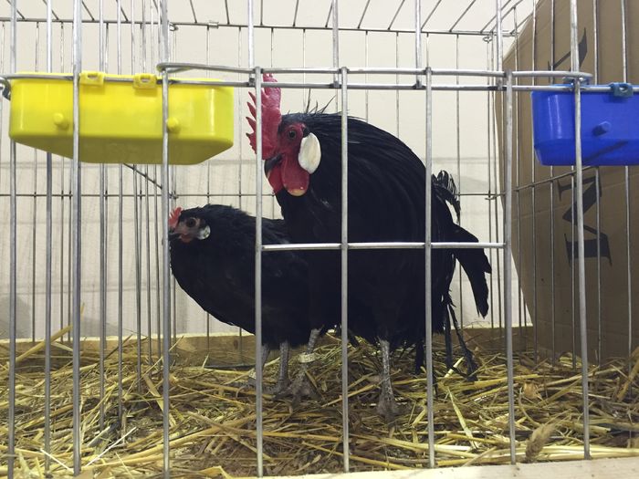 94 pct.cocosul si 93 pct.gaina