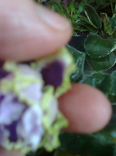 Imagine5280 - VIOLETE_A