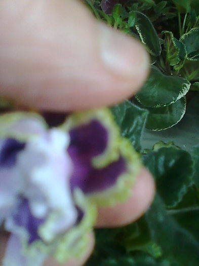 Imagine5282 - VIOLETE_A