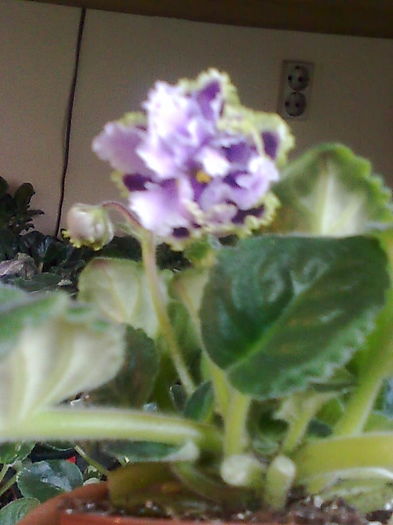 Imagine5283 - VIOLETE_A