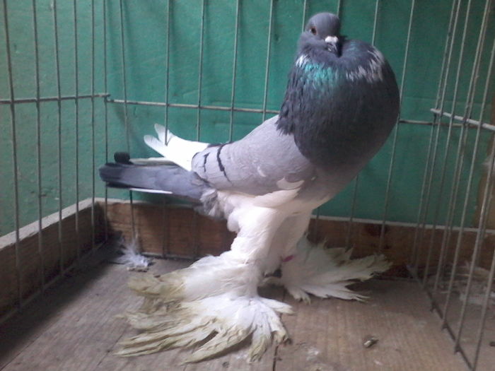 FEMELA2015-B442vanduta