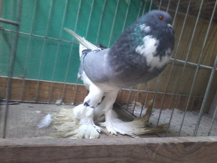 FEMELA2015-B507 - GUSATI DE POMERANIA DE VANZARE 0744230652