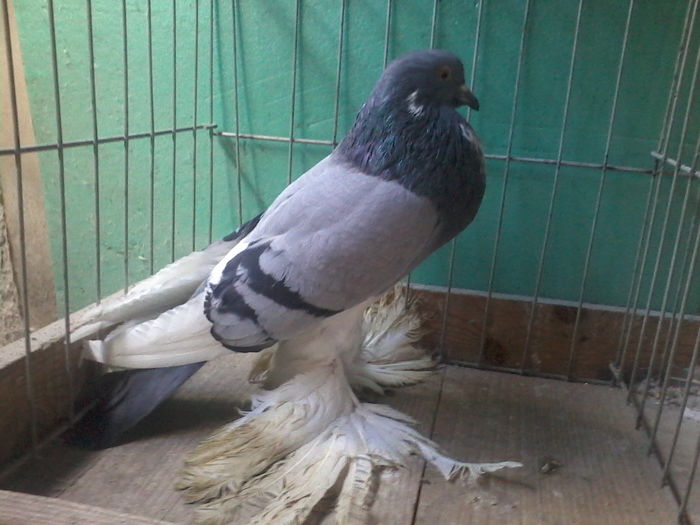 FEMELA2014 - GUSATI DE POMERANIA DE VANZARE 0744230652