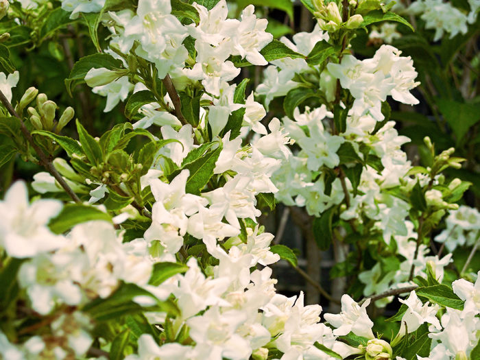 White Weigela Candida