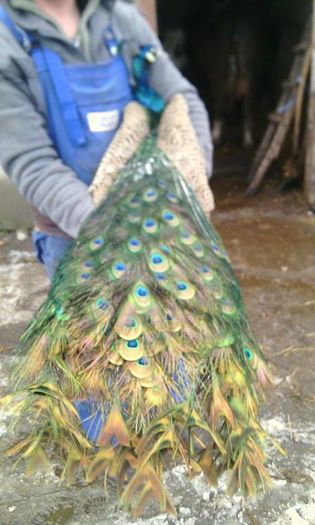 12511702_937153443030683_1938787486_n