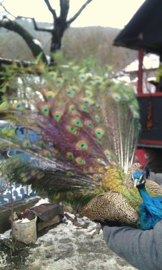 12516037_937153423030685_1607884288_n