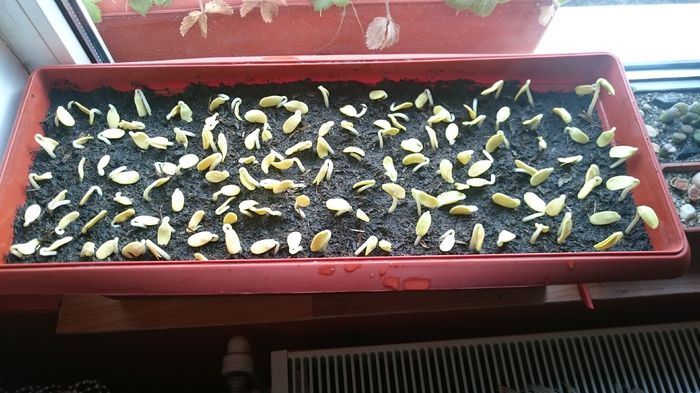 11.IAN.2016 125 de bucati am plantat aicea - 1 Gladita germinare -Gladitsia Triachantos 2011