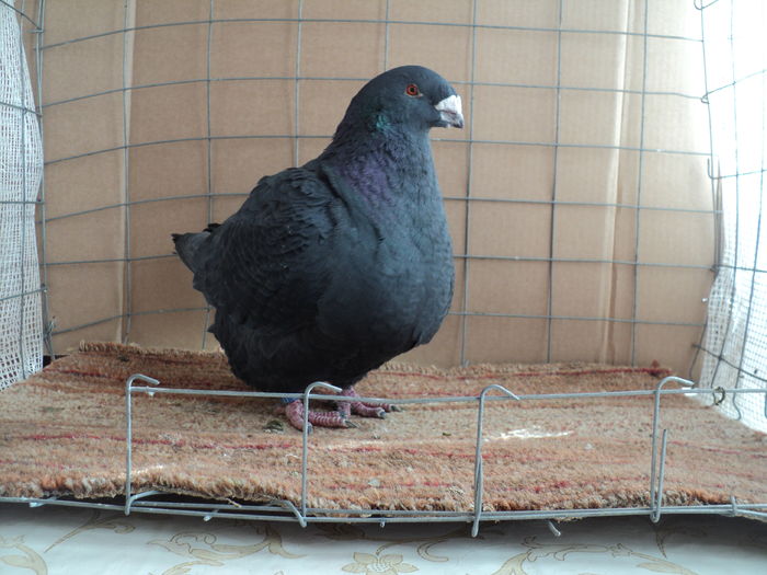 H 12-367; PUSZTAY LAJOS
