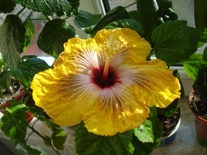 DSC04328 - HIBISCUS 2016