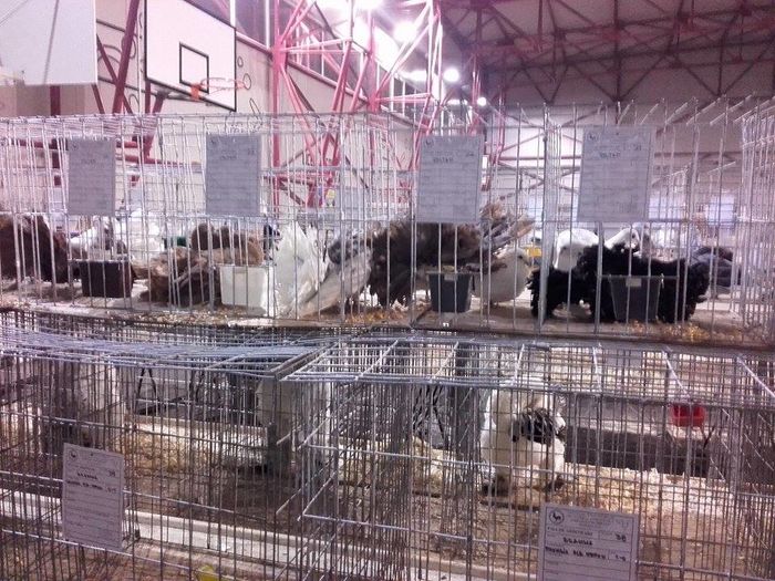 12506870_1693707477538852_565965224_n