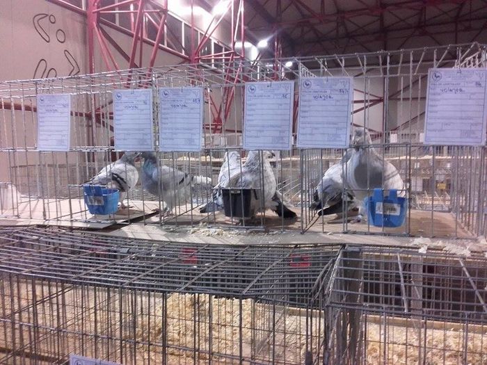 12506922_1693707504205516_2008998465_n