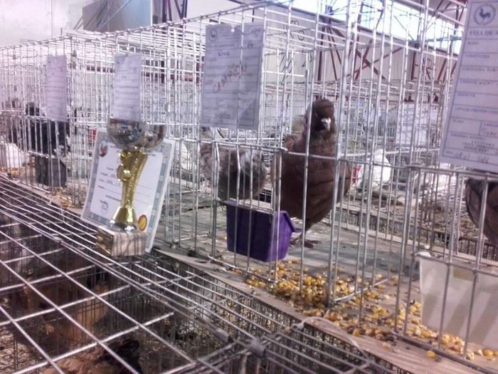 12511652_1693707364205530_35238205_n