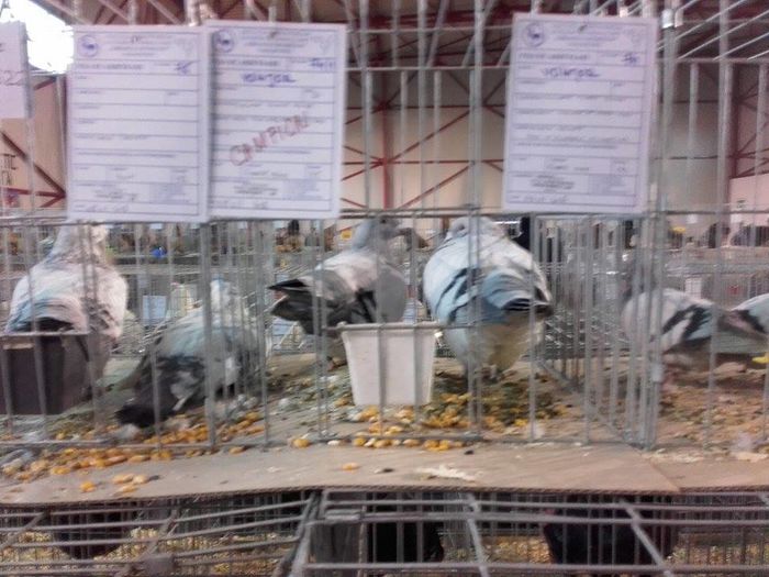 12511656_1693706900872243_1464268534_n