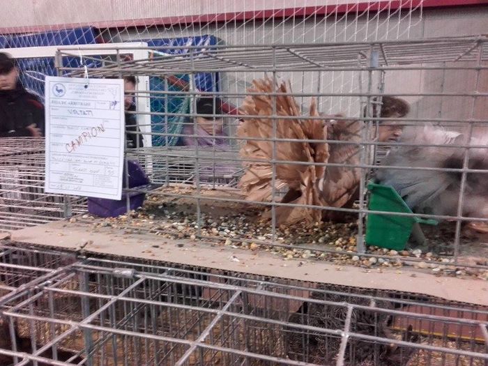 12511687_1693707134205553_1398739975_n