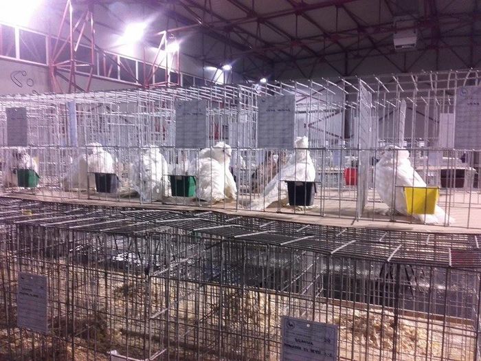 12511764_1693707524205514_1481252483_n