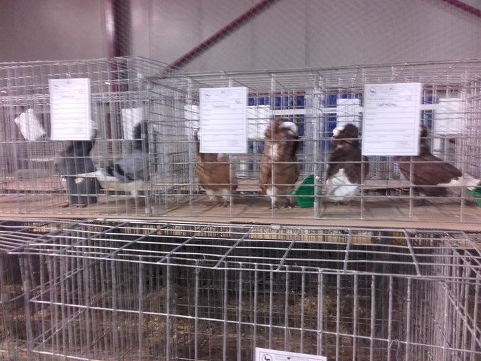 12511926_1693707497538850_1327175001_n