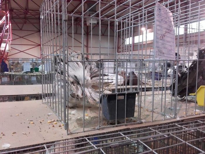 12511970_1693707147538885_413084361_n