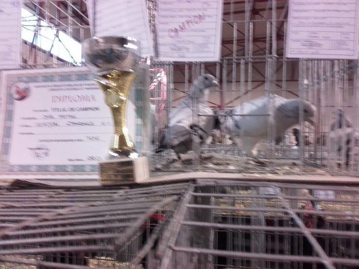 12512009_1693707210872212_1670290840_n