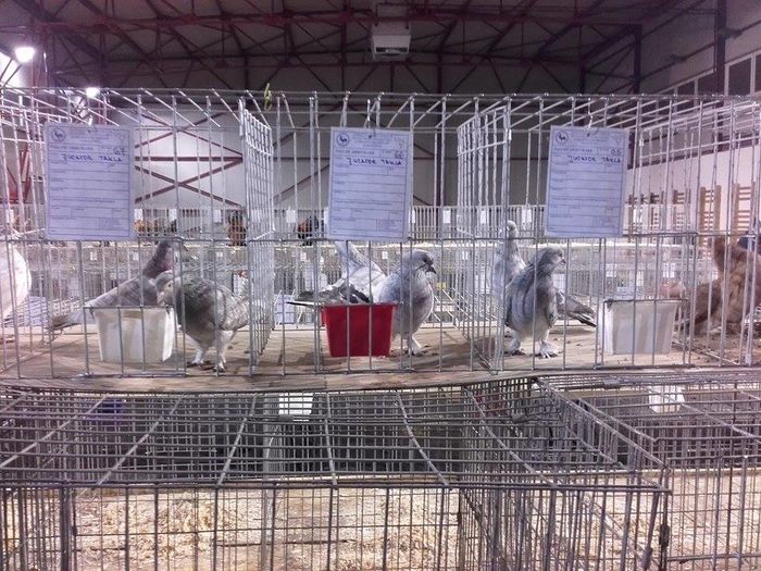 12527655_1693707474205519_575333408_n