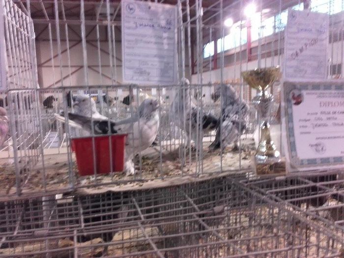 12512118_1693707257538874_922970843_n