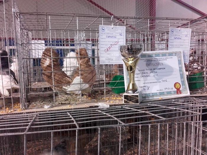 12527657_1693707237538876_1928284375_n