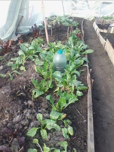 mangold+ridichi 11 ianuarie-solar - a-a Gradina de legume  2016