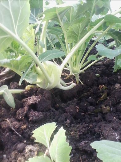 gulii - a-a Gradina de legume  2016