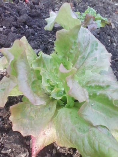 salata-11 ianuarie - a-a Gradina de legume  2016