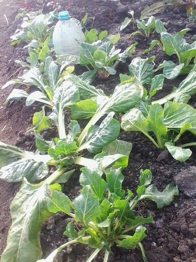 mangold-11 ianuarie - a-a Gradina de legume  2016