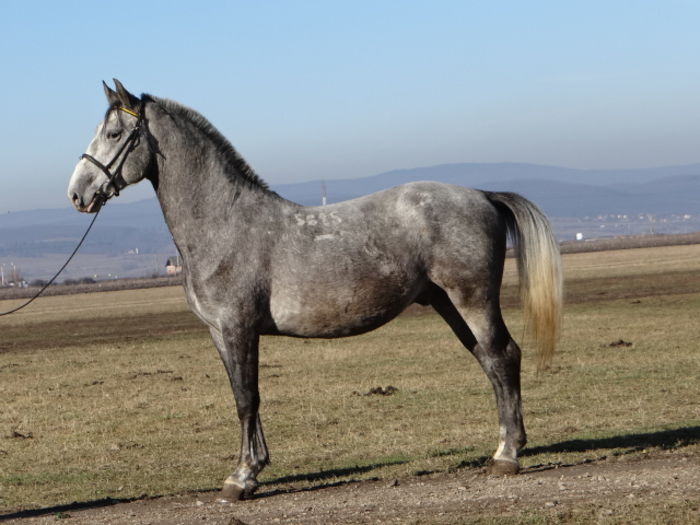 Siglavy Capriola - OWN STALLIONS 2016