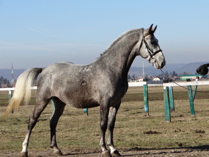 Szultan - OWN STALLIONS 2016