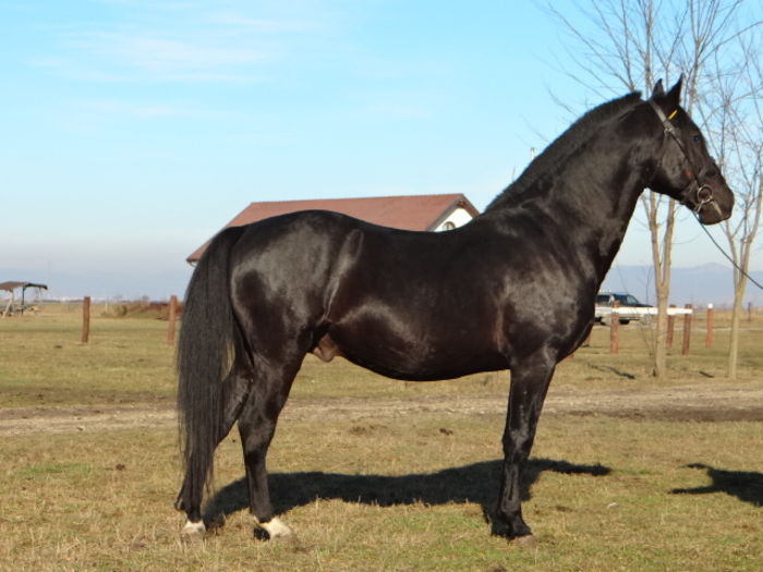 Siglavy Capriola XXXI - OWN STALLIONS 2016