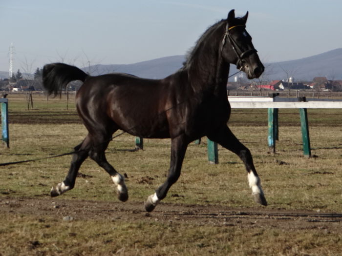 Siglavy Capriola XXVI - OWN STALLIONS 2016