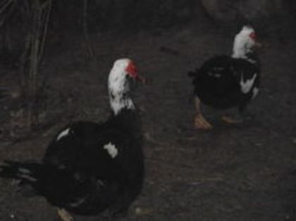 105411148_YLQKCSX3 - pasari de rasa-ratele melel lesesti