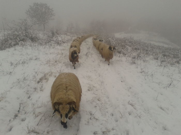 Fotografie-0150 - Oile de la Stoieneasa 2014