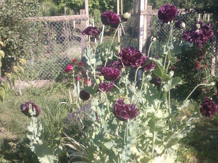 Papaver hybridum 'Black Peony' - colectia mea de rosii