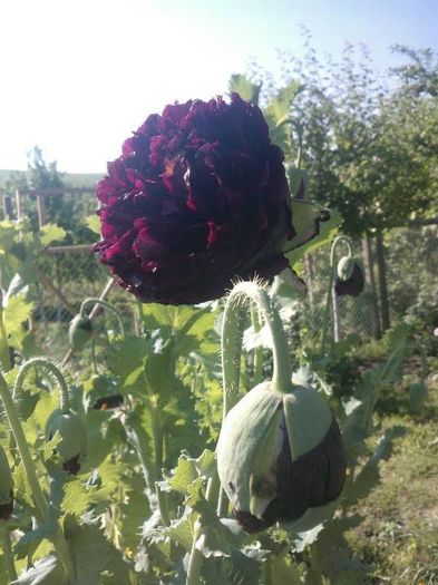 Papaver hybridum 'Black Peony'; Papaver hybridum &#039;Black Peony&#039;
