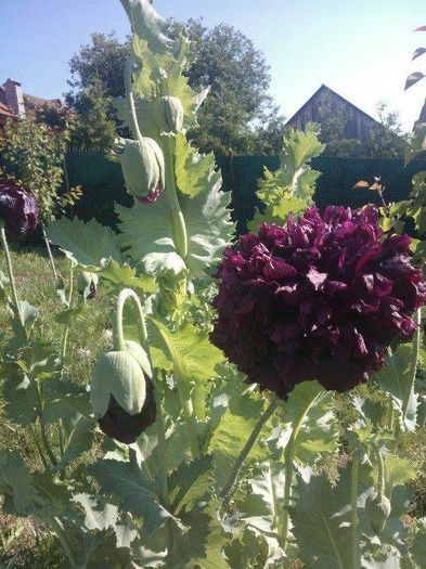 Papaver hybridum 'Black Peony' - colectia mea de rosii