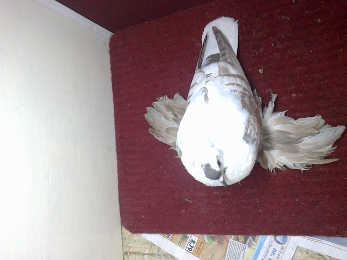 11. Mascul EE RO 15 3020